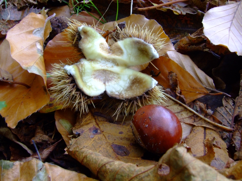 Tamme_kastanje_Castanea_sativa